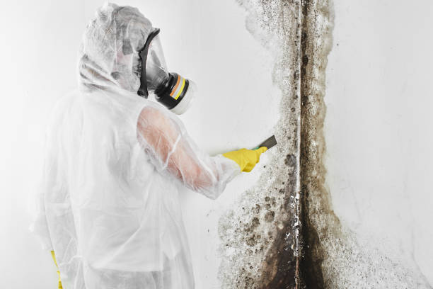 Best Mold Testing  in Nokesville, VA