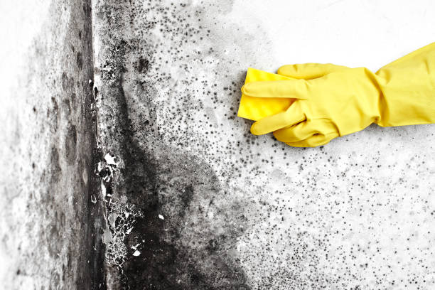 Best Commercial Mold Removal  in Nokesville, VA