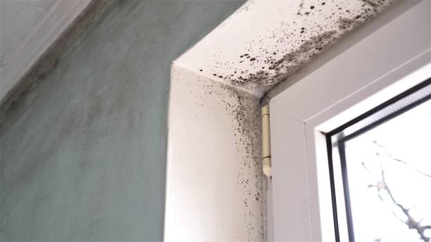 Home Mold Removal in Nokesville, VA