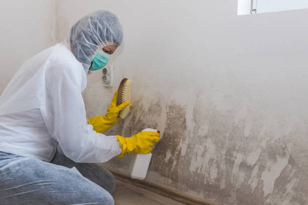 Best Fast Mold Removal  in Nokesville, VA