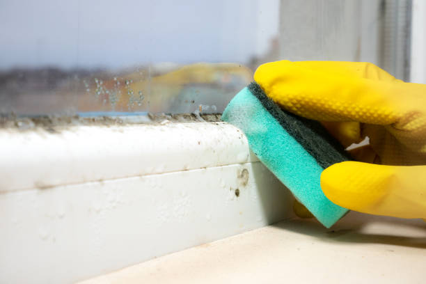 Best Mold Cleaning Services  in Nokesville, VA