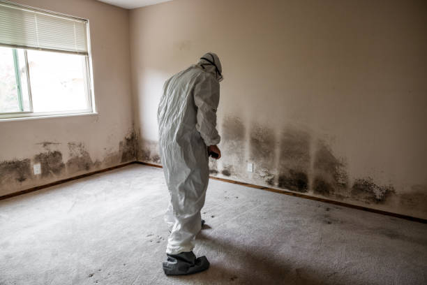Best Crawl Space Mold Removal  in Nokesville, VA