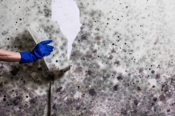 Reliable Nokesville, VA Mold Removal Solutions